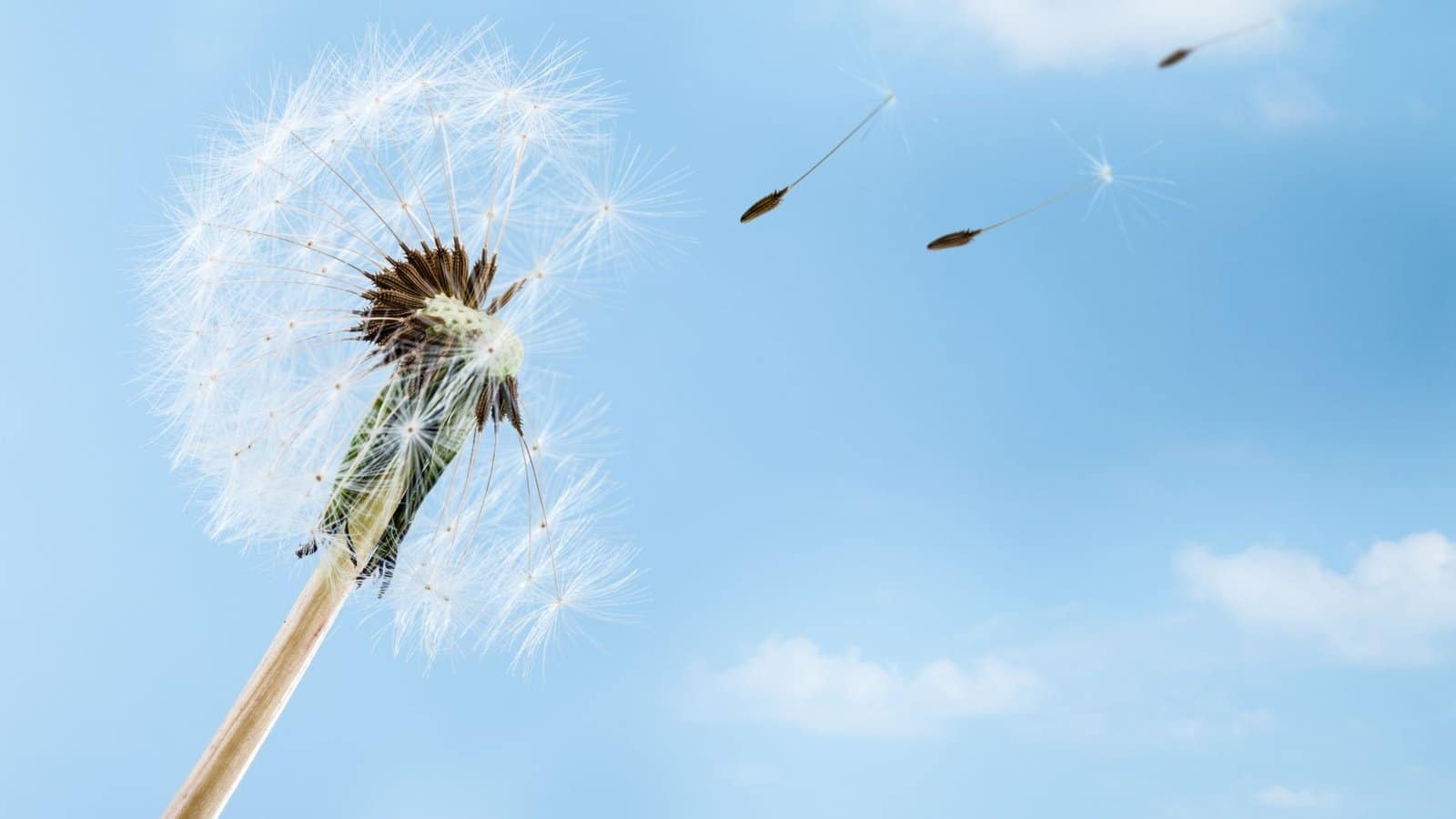 Un soffione di tarassaco che libera i semi nel cielo azzurro